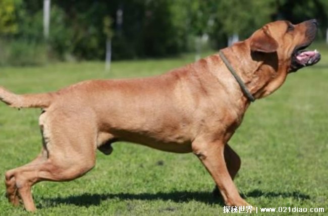 世界十大最贵的名犬 无声斗犬是来自于日本(体长65厘米)
