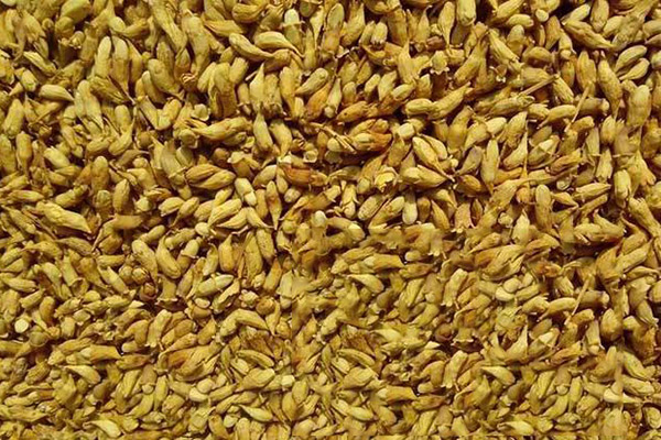 槐米的功效与作用 槐花的食用方法