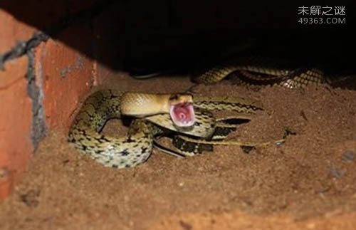 黑眉锦蛇被称为“捕鼠大王”，国家二级保育动物（数量稀少）