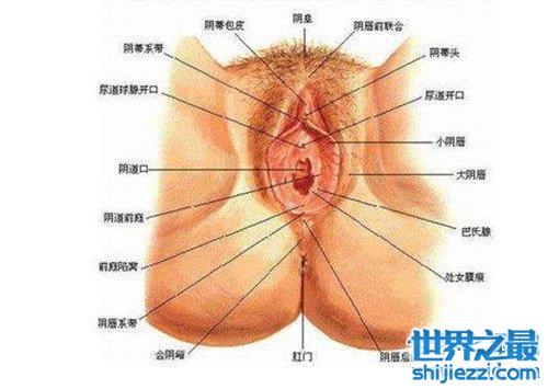 女生殖器图展示两种生殖器形状 整体由外阴和阴道组成