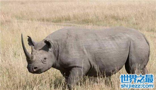 中国犀牛在清朝已全部灭绝 尼泊尔送两只独角犀牛作回礼