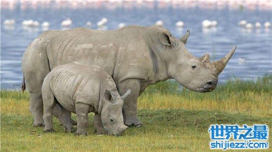 中国犀牛在清朝已全部灭绝 尼泊尔送两只独角犀牛作回礼