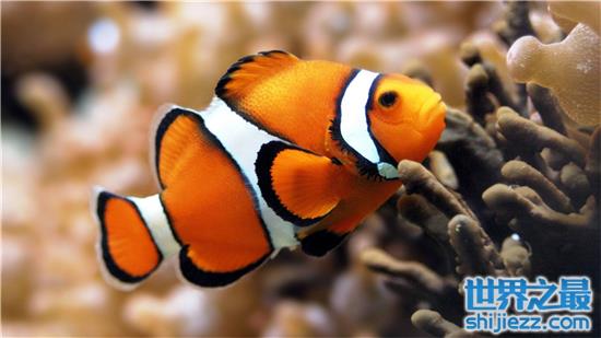世界上最漂亮的十种鱼 小丑鱼因像京剧丑角而得名
