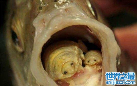 缩头鱼虱替代鱼舌头，世界上唯一共生的寄生虫
