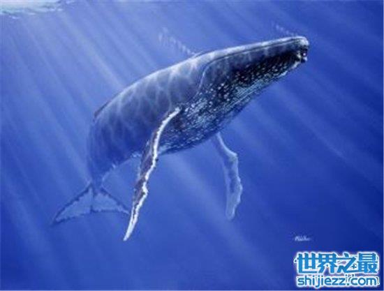 现在地球十大最强生物第一位蓝鲸，尾巴拍个海浪就会引起大型海啸 ...