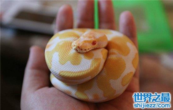 世界十大常见无毒蛇，半数以上都在中国分布