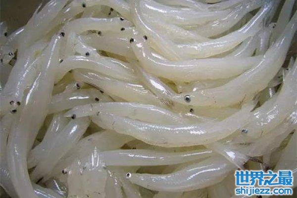 中国四大贵族鱼，太湖银鱼名列第一