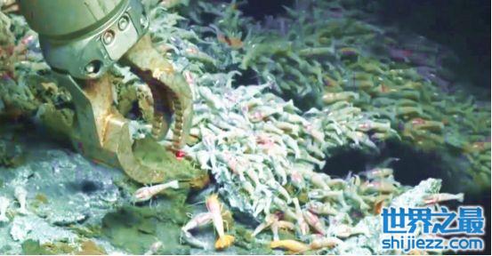世界上最耐热的虾，生活在450度高温的深海