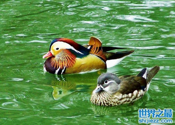 中国6大象征爱情的鸟，鸳鸯稳坐冠军宝座