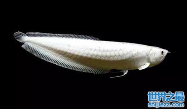 地球上10大最名贵的观赏鱼，雪龙鱼列居第一