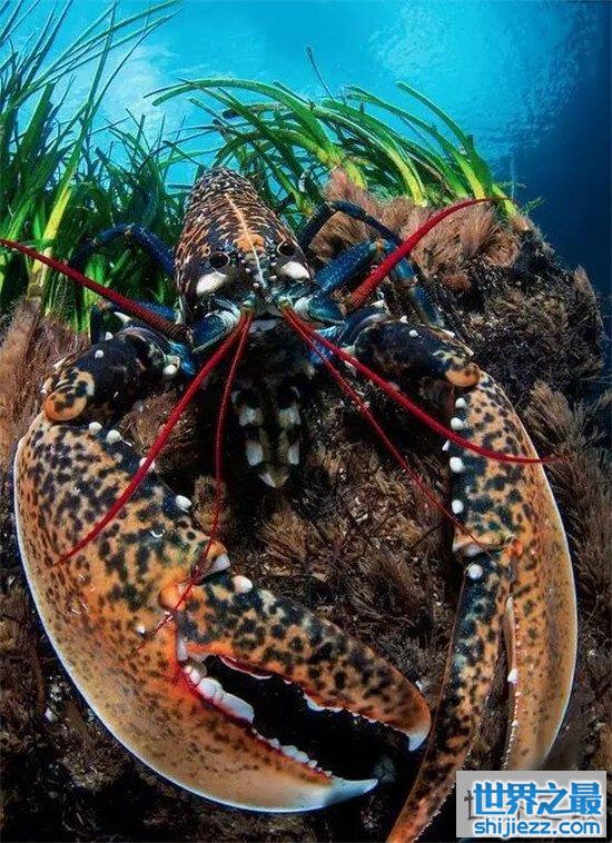 世界上最大的龙虾，美洲螯龙虾了解一下