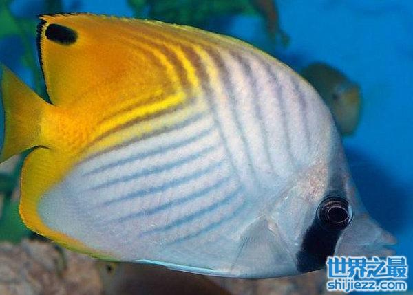 世界上10大最漂亮的热带鱼：颜值在线实力担当