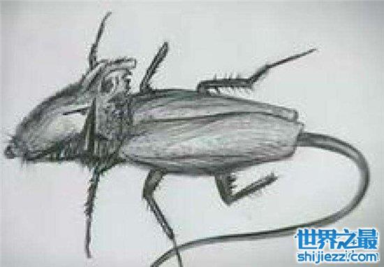蟑螂鼠成熟以后会飞，是蟑螂和老鼠的变异体