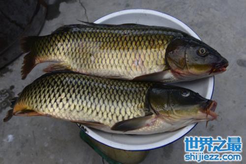 中国4大最有名的鱼类，第二种被赐为江南第一名鱼