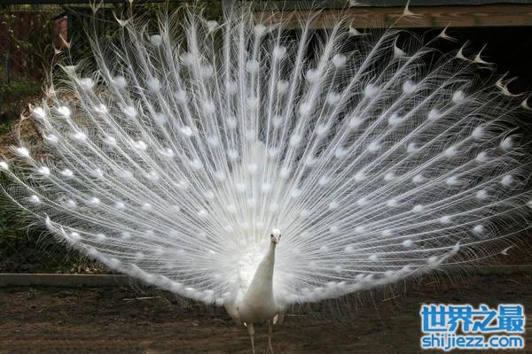 10大最美丽的白化动物，白化孔雀你见过吗？