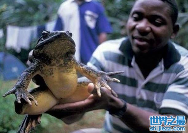 世界上最大的水蛙：非洲巨蛙最重达3公斤