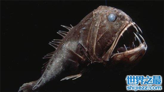 十大神秘的深海动物，巨型鱿鱼也称作是大王乌贼