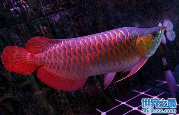 世界上8大红龙鱼品种，第一种最受欢迎