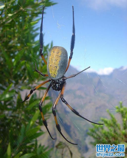 地球上10大巨型蜘蛛，你认识哪几种蜘蛛？