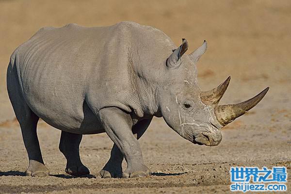 世界上最大的犀牛是什么：白犀牛重达3600千克