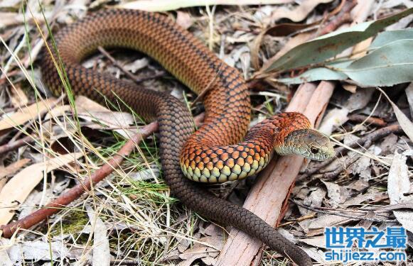澳洲10大最致命的毒蛇：太攀蛇和虎蛇双双入榜！