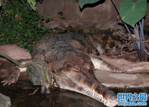 地球上10大巨型鳄鱼，湾鳄列居第一名