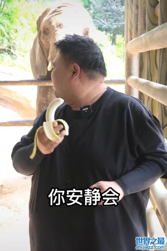 41岁孙越近况曝光！吃香蕉被大象意外打掉，身形圆润脖子肉堆一块 ...