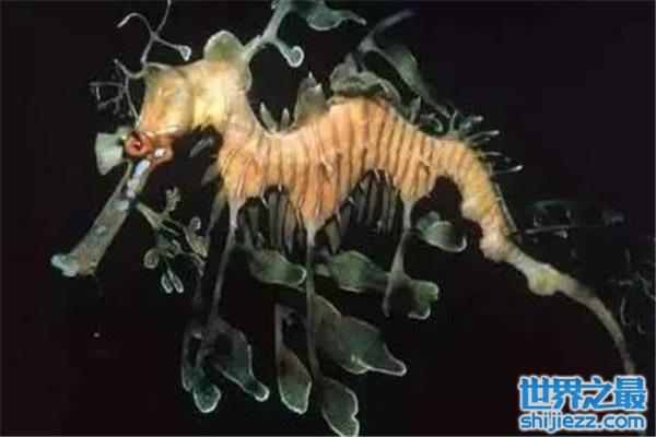 世界10大奇鱼：牙签鱼会寄生在人类尿道里