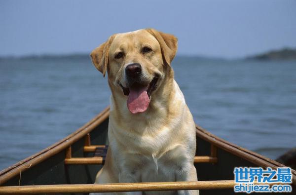 世界上5大最能吃的狗狗，阿拉斯加犬上榜
