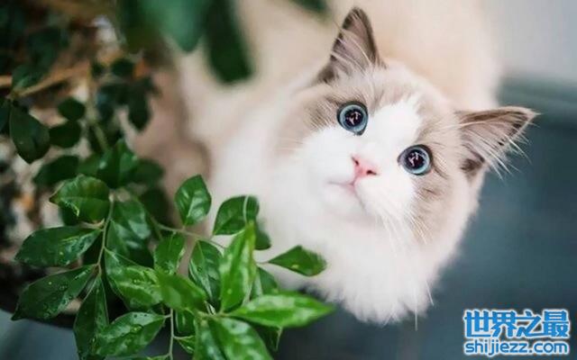 地球上10大最温顺的猫咪，你家的猫上榜了没？