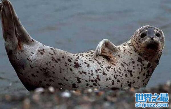 世界上最可爱的海豹：斑海豹体长可达2米