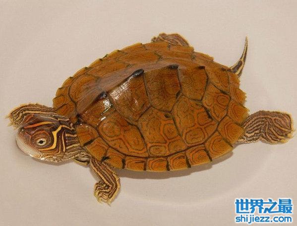 世界上6大便宜又好养的宠物龟，金钱龟上榜！