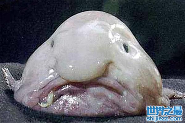 世界10大奇鱼：牙签鱼会寄生在人类尿道里