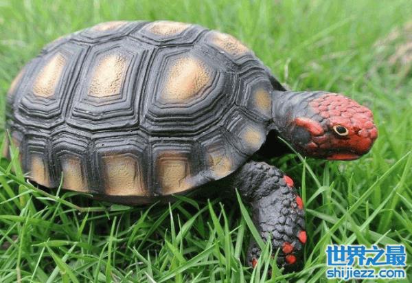 地球上7大最有灵性的龟，巴西龟位列第一名