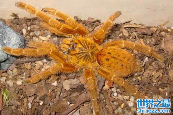 地球上10大巨型蜘蛛，你认识哪几种蜘蛛？