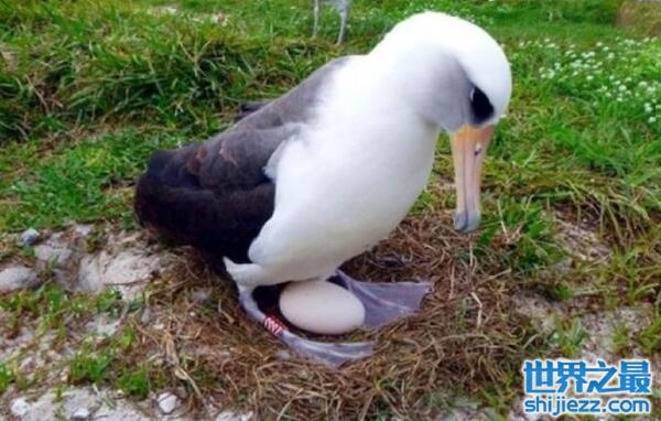 世界上最老的海鸟：68岁信天翁再次当妈
