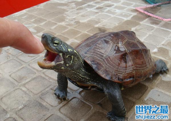 地球上7大最有灵性的龟，巴西龟位列第一名