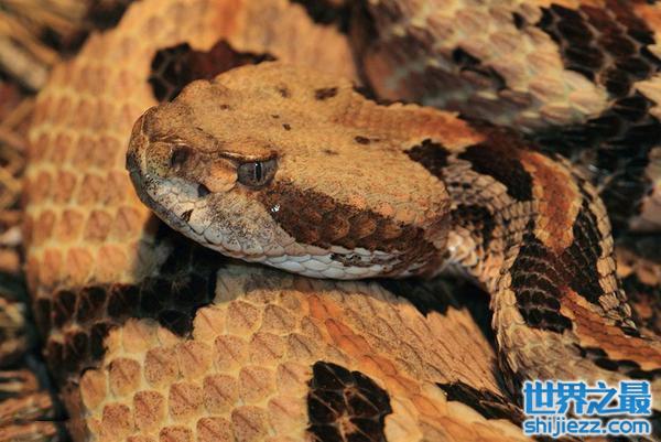 澳洲10大最致命的毒蛇：太攀蛇和虎蛇双双入榜！
